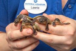 zooborns:  Snapping Turtles are first born