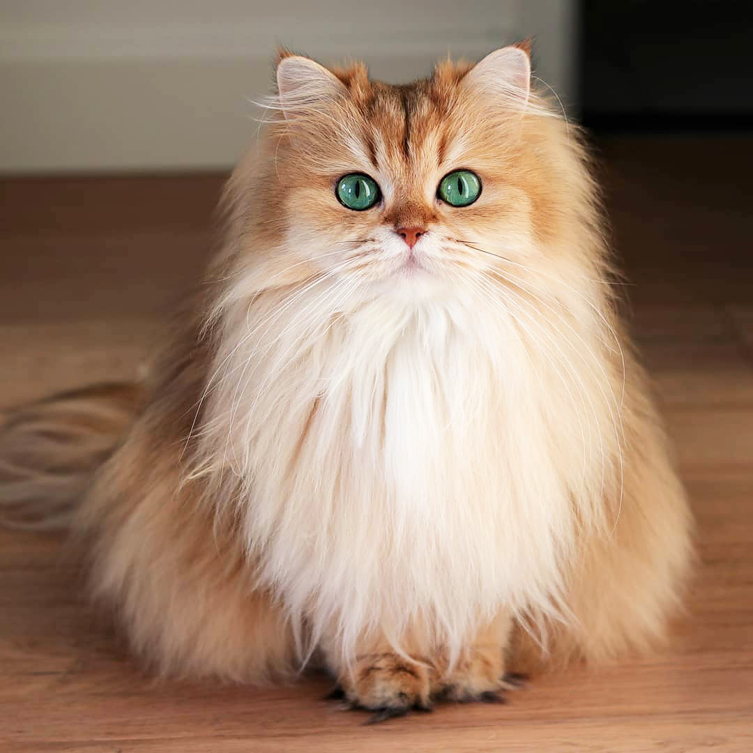 quiet–batpeople: inkxlenses:  Beautiful Smoothie! | by smoothiethecat  Wow. Wow