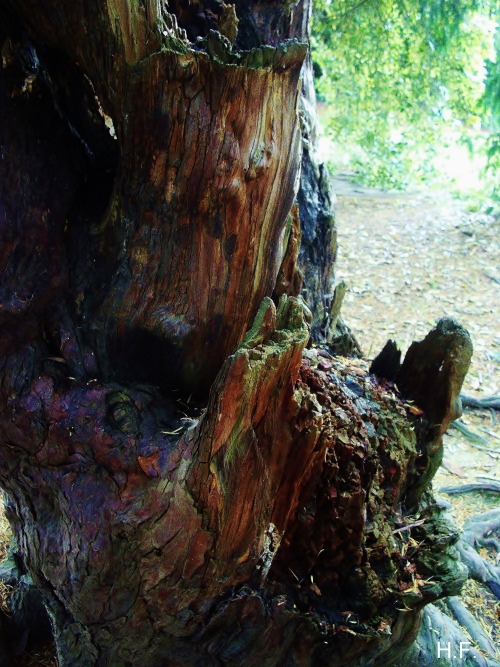 Decayed Tree, Looking Almost Melted And Psychedelic, With All The Different Colours In The Bark Coming