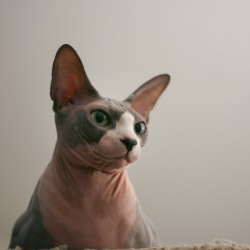 hairless-hugo:  Handsome Hugo