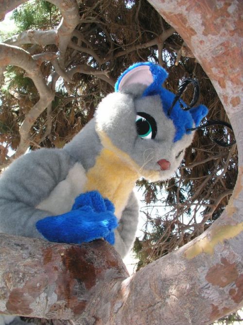 funnyanimalarchives:funnyanimalarchives:Theta the skiltaire plush! (currently trying to find out who