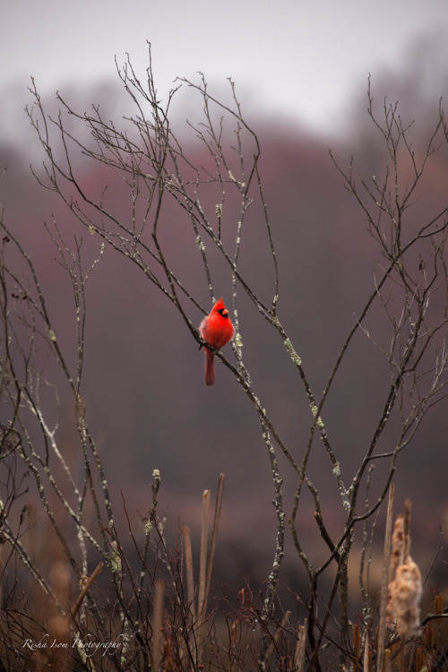 mistymorningme:  Northern Cardinal by rishaisomphotography 