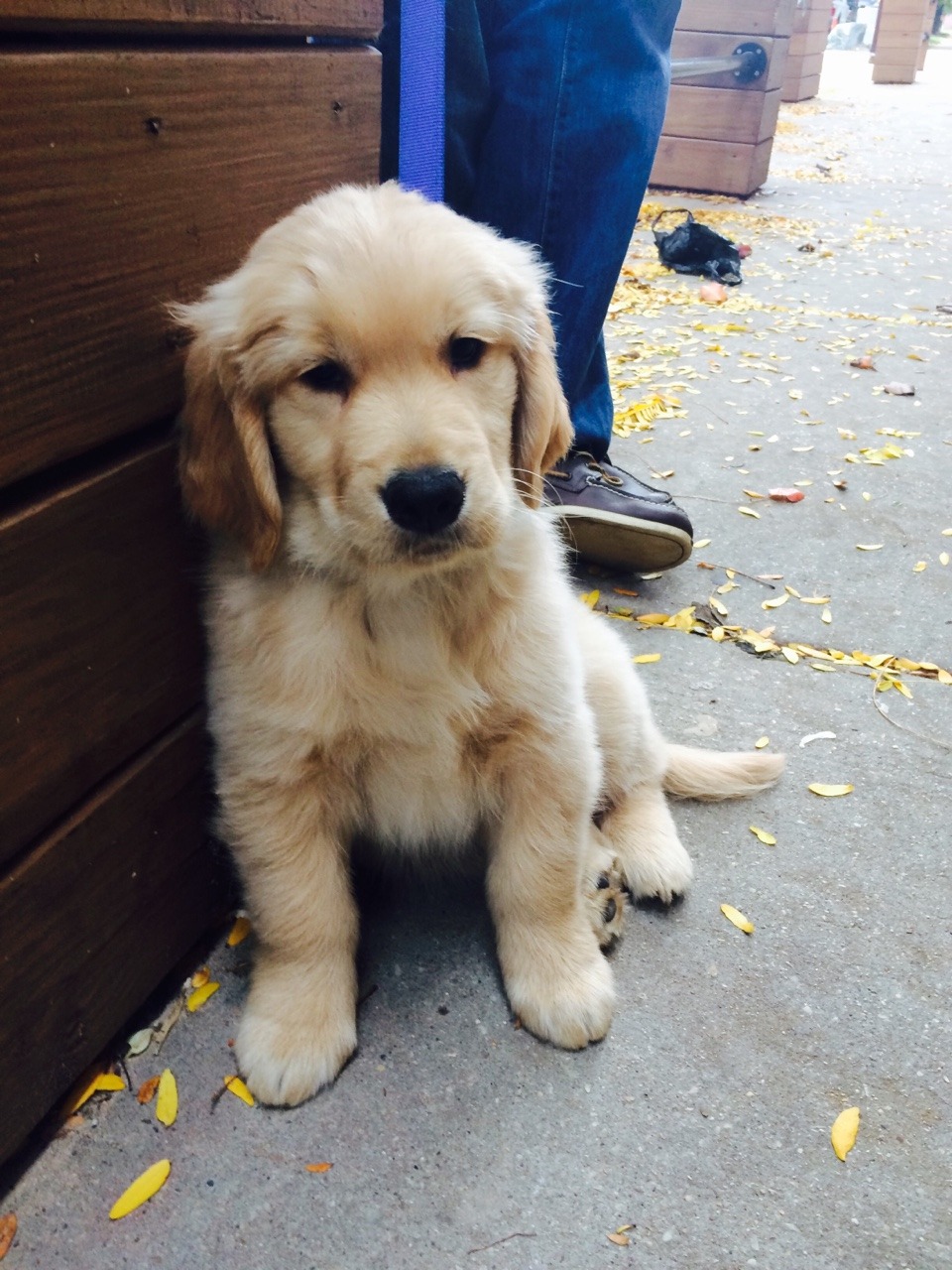 blondeswearpearls:  He got so tired after playing with the bigger dogs