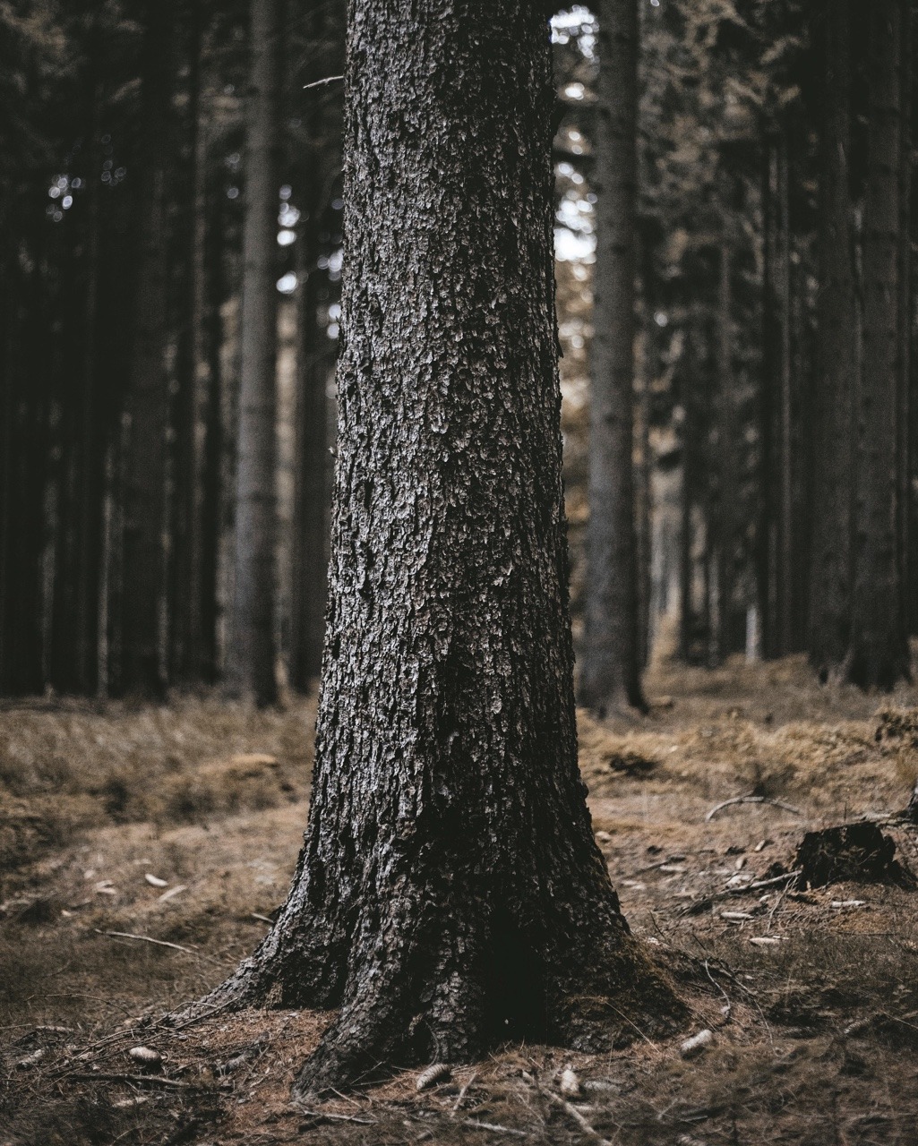 ourlifeintransit:  I grew up working in pine forests with my ol’ man. Nothing beats