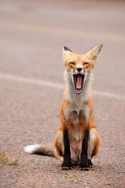 yukkiyu01:  kit-foxx:  Foxes and their many facial expressions  This.