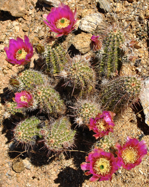 thelostcanyon:Fendler’s Hedgehog Cactus (Echinocereus fendleri), Rincon Mountains, Pima County