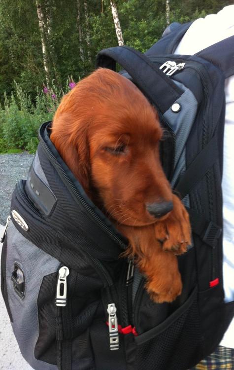 thecutestofthecute: &ldquo;He was so tired that he had to be carried home&rdquo;