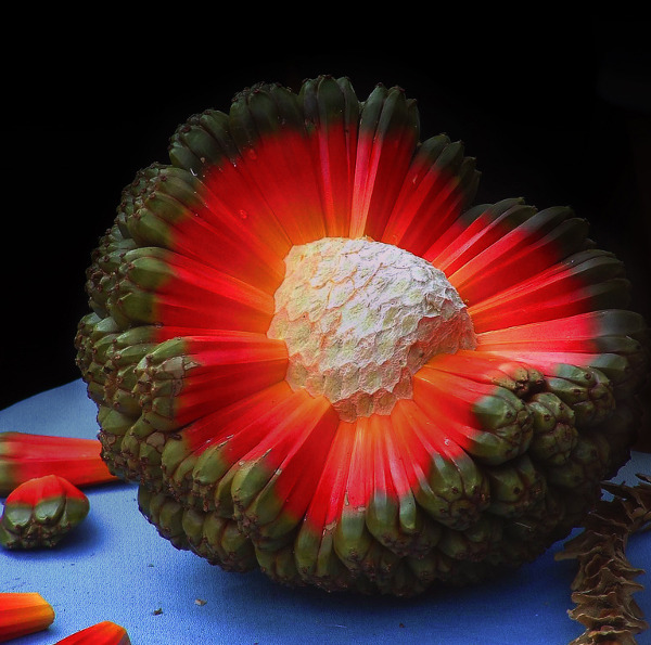 adapto:  Hala Fruit