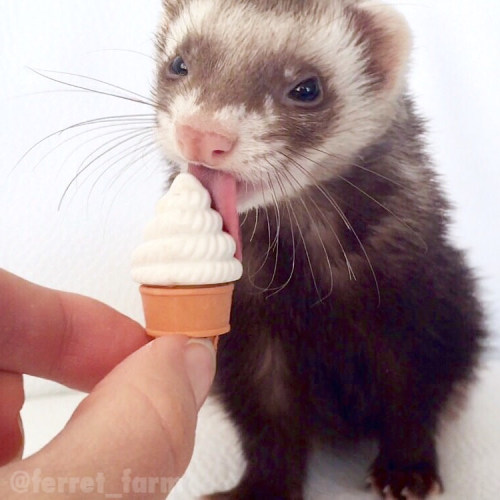 ferret-farm: Cool off, weasel