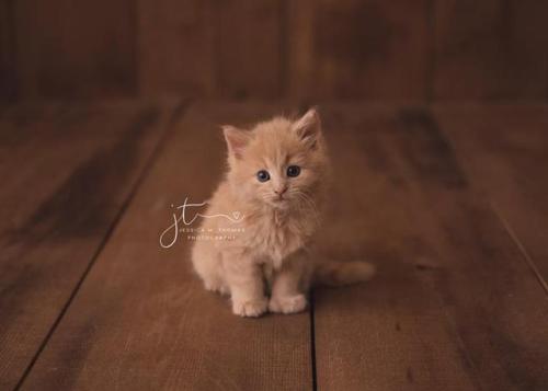 catsbeaversandducks:Rosie ~ 6 Weeks New“A last minute newborn session today and she slept like a dre