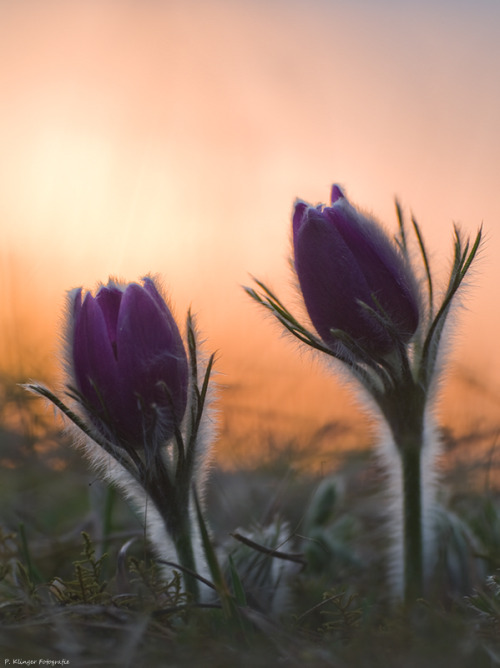 Pulsatilla vulgaris VIII by Aphantopus