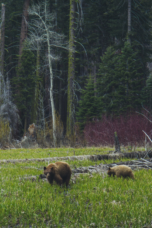 Black bears in Crescent Meadow. Sequoia National Park, CA. April 2015.