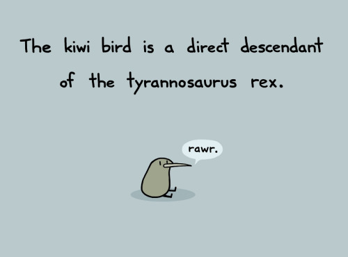 anannabana: i want a kiwi bird now.