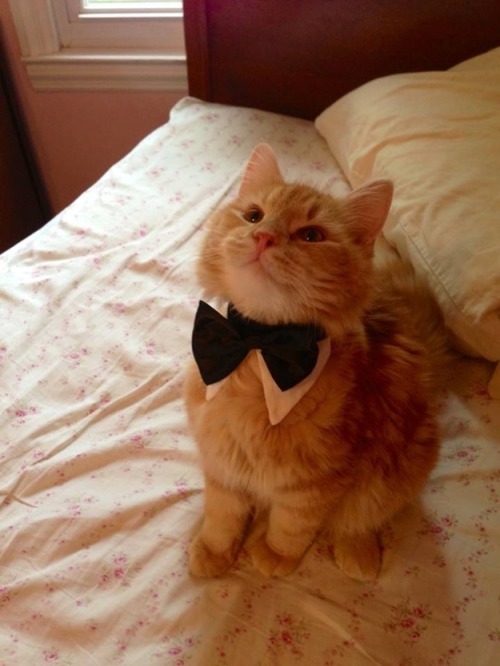 catscatscatss:dapper