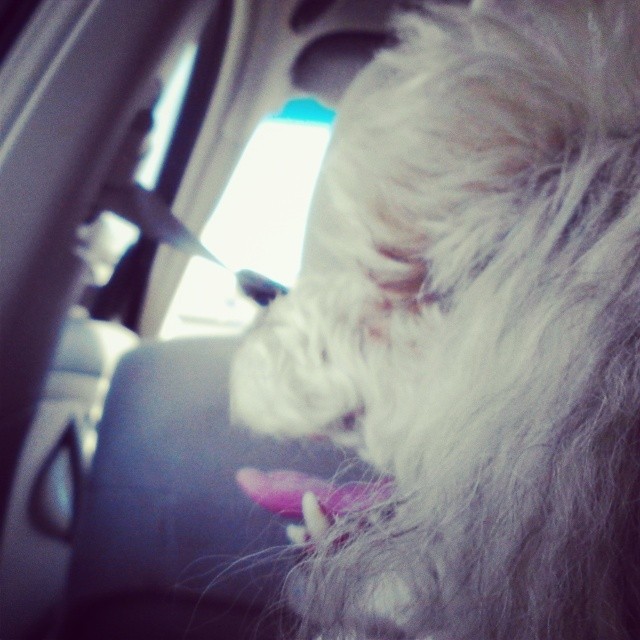 Taking the dog for a grooming appointment #shessuchafashionista #poodles #dogs #dog