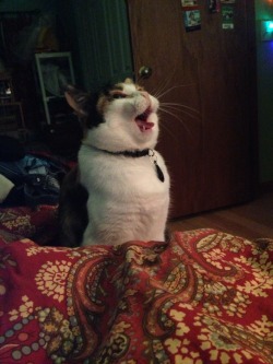 unimpressedcats:aceshimaru: [screaming cat noise]   AAAAAAAAAWWWWWAHHHHHHHHHHHGGGHGHHGGHHHHHHHHHH