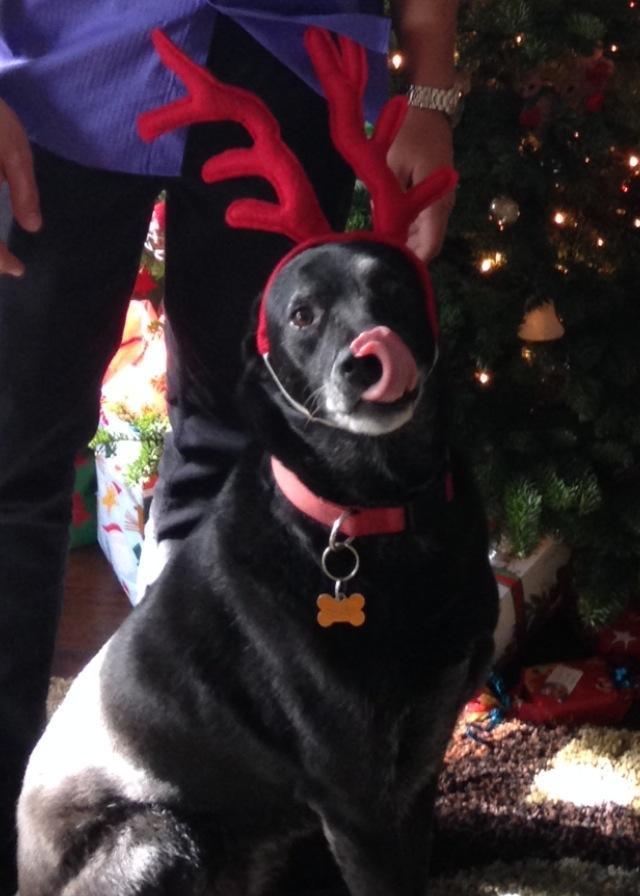 daily-funnyanimals:  She is always so photogenic for Christmas pictures