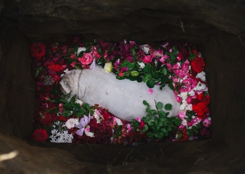 cloudyskiesandcatharsis:  Photographers’ Tearful Goodbye to Their Deceased Dog As wedding photographers by trade, most of the time, Helena and Laurent spend their days documenting the happiest moments in peoples’ lives. Recently, however, they shared