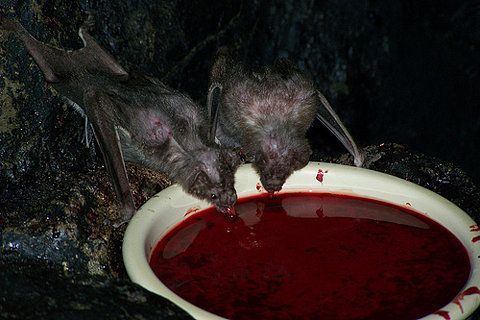 Porn photo sixpenceee:  Vampire bats drinking blood. Vampire