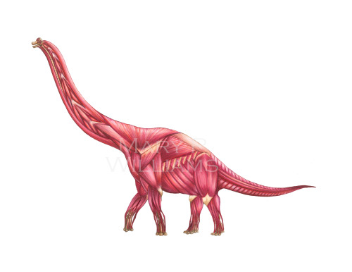 marywilliams:  My Brachiosaurus reconstructions. The musculature is based heavily off of our extant friend the giraffe. I’ll finish this series off with the skin—I’ll hopefully start and finish it today and have it up here sometime next week. :)