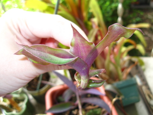 A mystery Dracaena thing I’ve had for a few months.  It was all green when I got it, and as you can 