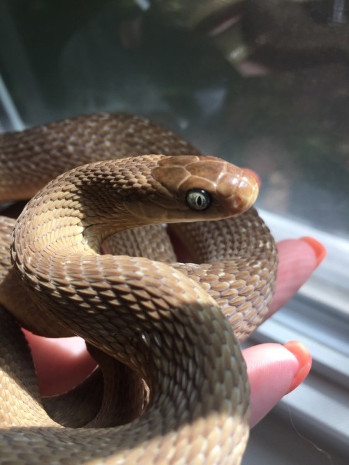 pleaseletmegetasnek: sunfish-exotics: geckogalaxy: No one guessed the species!!! This is the girl fr