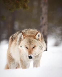 wolfsheart-blog:Wolf by Niko Pekonen  