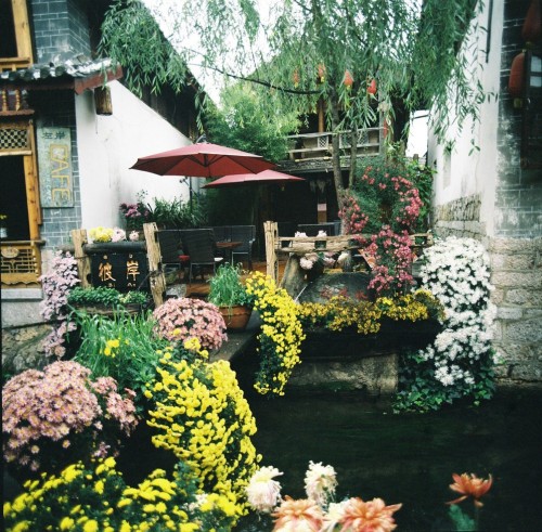 floralls:Autumn at Lijiang old town, China byNgoc Hung