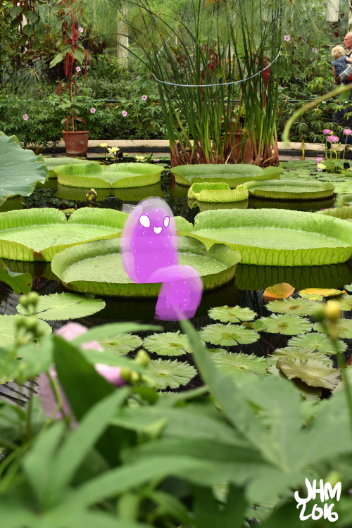 mostlyghostie: Waterlily ghostie An old one, I don’t think I’ve been to Kew since this!