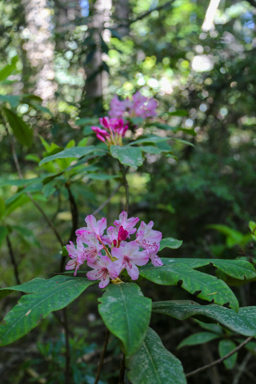 steepravine:Rhododendron Trees Flowering In Redwood ForestI hiked in this magical park for the first