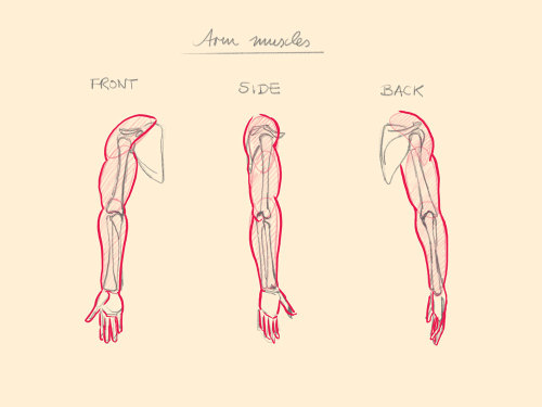 jbohn:I stumbled upon the tip to use 3 elliptic forms to shape the arm. They simplify the deltoid, t