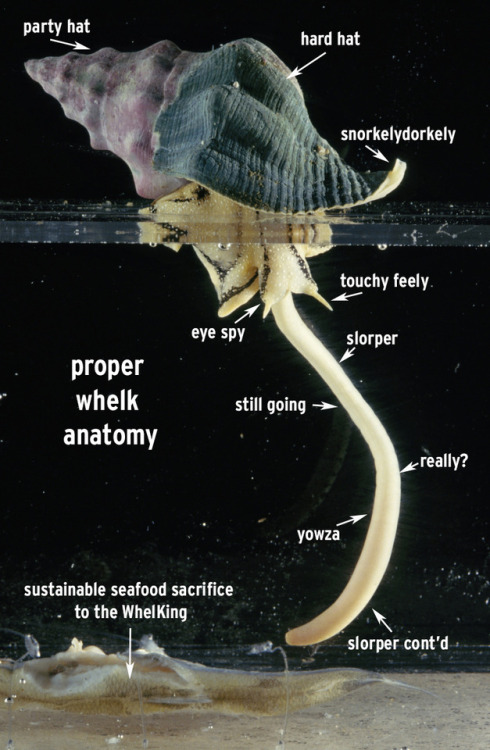 montereybayaquarium:#UnscienceAnAnimal was a thing on Twitter, so we unscienced some animals