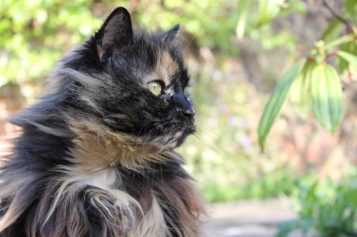 My beautiful cat, Toffee, on a sunny afternoon in our garden. She’s nine years old and we thin