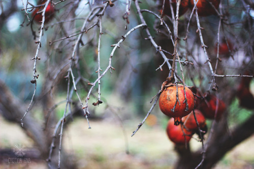 pomegranate