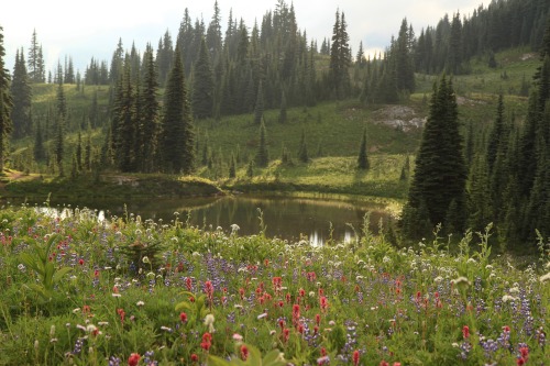 burningmine:Naches Peak Loop, August 2020