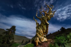 sapphire1707:  The Forever Tree | by kenleephotography | http://ift.tt/1p77t9E