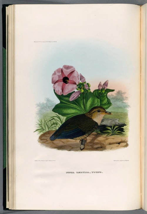 wapiti3: A monograph of the Pittidæ, or family of ant-thrushes.1893,  By Elliot, Daniel G