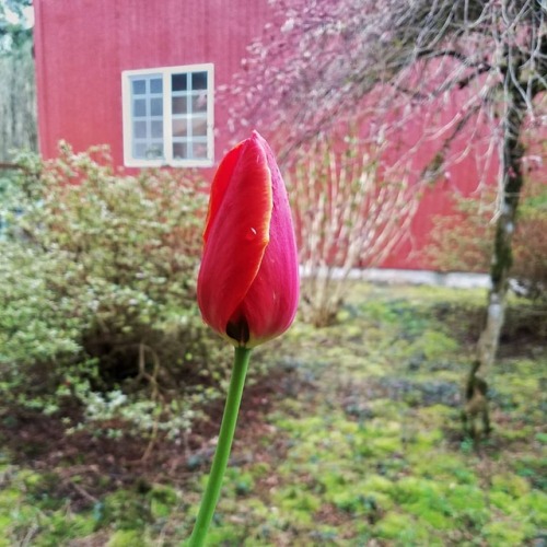 A view of the barn, first day in the new house.#luciafalls #yacolt #pacificnorthwest #washington #