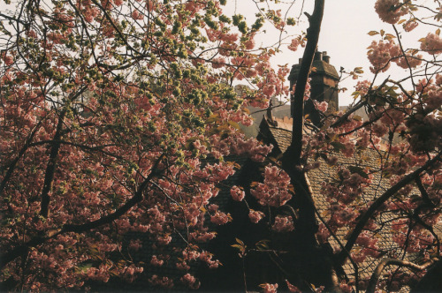 jacindaelena:  by birdsnest.