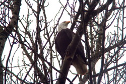 morepicturethanperfect:  This one flew over to the tree beside me.