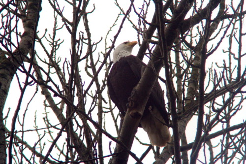 morepicturethanperfect:  This one flew over to the tree beside me.