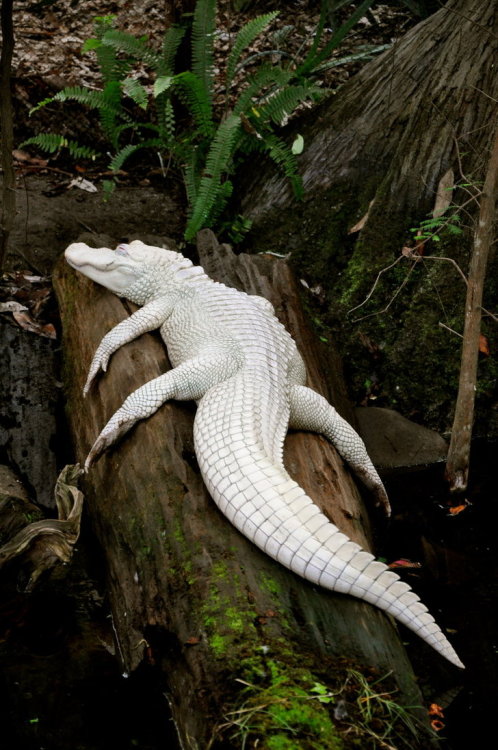 Porn feather-haired:  Albino Alligator by Greenappaloosa ❁ photos