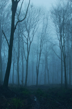 mstrkrftz:  Sleepy Hollow Woods by Ninja