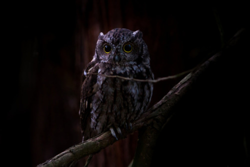 Western Screech Owl in the Dark by Ken Shults