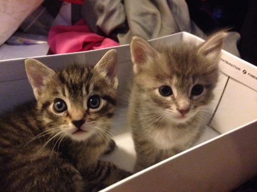 mamaakush:  Can we just agree that kitties in a shoe box is fucking adorable!