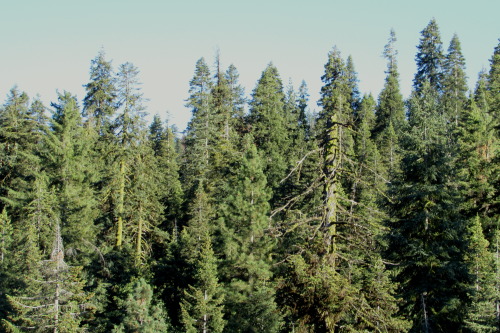 letsbeforestfriends:  Original Photography by Letsbeforestfriends