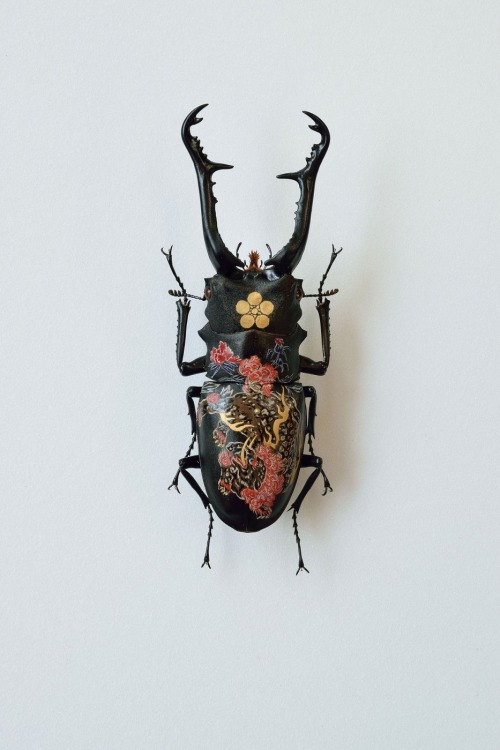 steampunktendencies:  Oil on Beetle by Akihiro Higuchi  