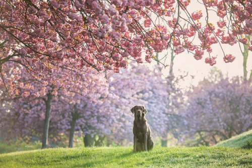 cherry trees