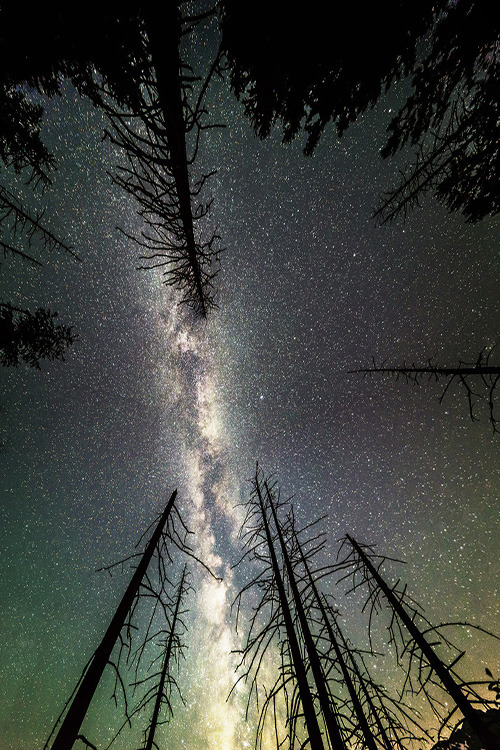 cosmicwolfmama:  etherealvistas:  The Milky Way (Germany) by Jonathan Besler || Facebook   🌛
