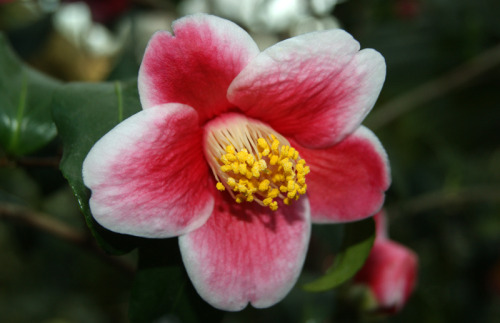 passion4plants:camellia japonica